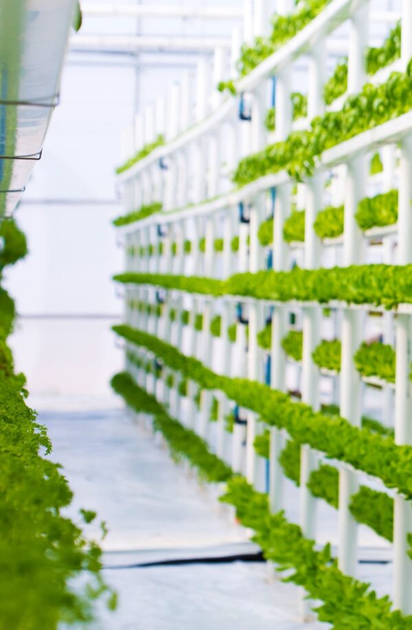 Vertical Farming LEDs